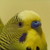 :iconshardas1:
