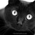 ShardtheBloodClancat :iconshardthebloodclancat: