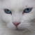 :iconshare55: