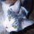 :iconsharerulyn: