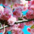 :iconsharingan-blossom: