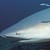 :iconshark99123: