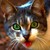 :iconsharkimage: