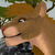 :iconsharkmarina: