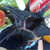 :iconsharkov9501: