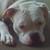 :iconsharla1: