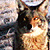 :iconsharlym: