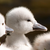 sharp-ice :iconsharp-ice: