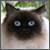 :iconshartastic: