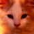 :iconshashahaqifaify: