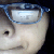 :iconshashinisa: