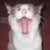 :iconshaula00: