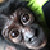 :iconshaved-ape: