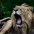 :iconshaw600: