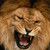 :iconshawnar82: