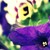 :iconshawnasaurusrex: