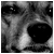 :iconshawny08: