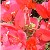 :iconshay-kreth-ashke:
