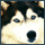 :iconshayasundra: