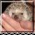 :iconshayde-the-hedgehog: