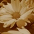 :iconshayelt: