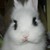 :iconshaylaz: