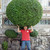:iconshazarin: