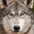 :iconshe-wolf04: