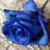 :iconshea-merenwen: