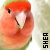 :iconsheapuppydog:
