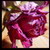 :iconshedark: