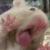 :iconSheeko636: