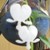 :iconsheenamae: