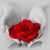 :iconsheenawilde: