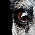 :iconsheerphotos:
