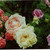 :iconsheerrose: