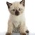 :iconsheilathederpicopter:
