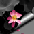 :iconshelales: