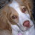 :iconshelley-petrik: