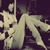 :iconshelleychaotiic:
