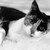 Shelleymags :iconshelleymags: