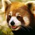 :iconshellinshop:
