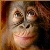 :iconShellzSnipitz: