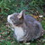 :iconsheltercat: