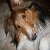 :iconsheltieplz: