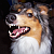 :iconsheltinka: