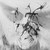 :iconshemahamphorasch:
