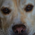 ShepherdSyndrome :iconshepherdsyndrome: