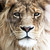 :iconsherdor: