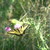 :iconsherrylawrence72: